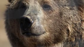 L'ours blessé a attaqué et tué un homme qui tentait de se prendre en selfie avec lui. 