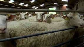De nouveaux foyers de fièvre catarrhale ovine ont été identifiés en France