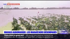 "C'est un désastre": les maraîchers du marais audomarois désemparés
