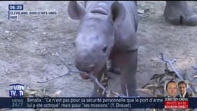 Un bébé rhinocéros présenté au public au zoo de Cleveland