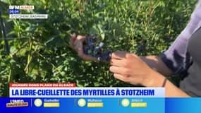 Bon plan en Alsace: la libre-cueillette des myrtilles à Stotzheim