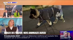 Santé: nos animaux de compagnie sont également sujets aux maladies d’hiver