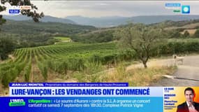 Lure-Vançon: les vendanges ont commencé