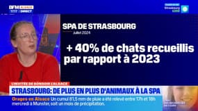 "Un afflux spectaculaire": la SPA enregistre à Strasbourg une hausse de 40% des abandons de chats en juillet