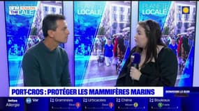 Planète locale du lundi 8 mai - Port-Cros, protéger les mammifères marins