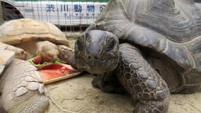 La tortue Abuh, de retour au parc animalier de Shibukawa, après s'être échappée pendant deux semaines. 