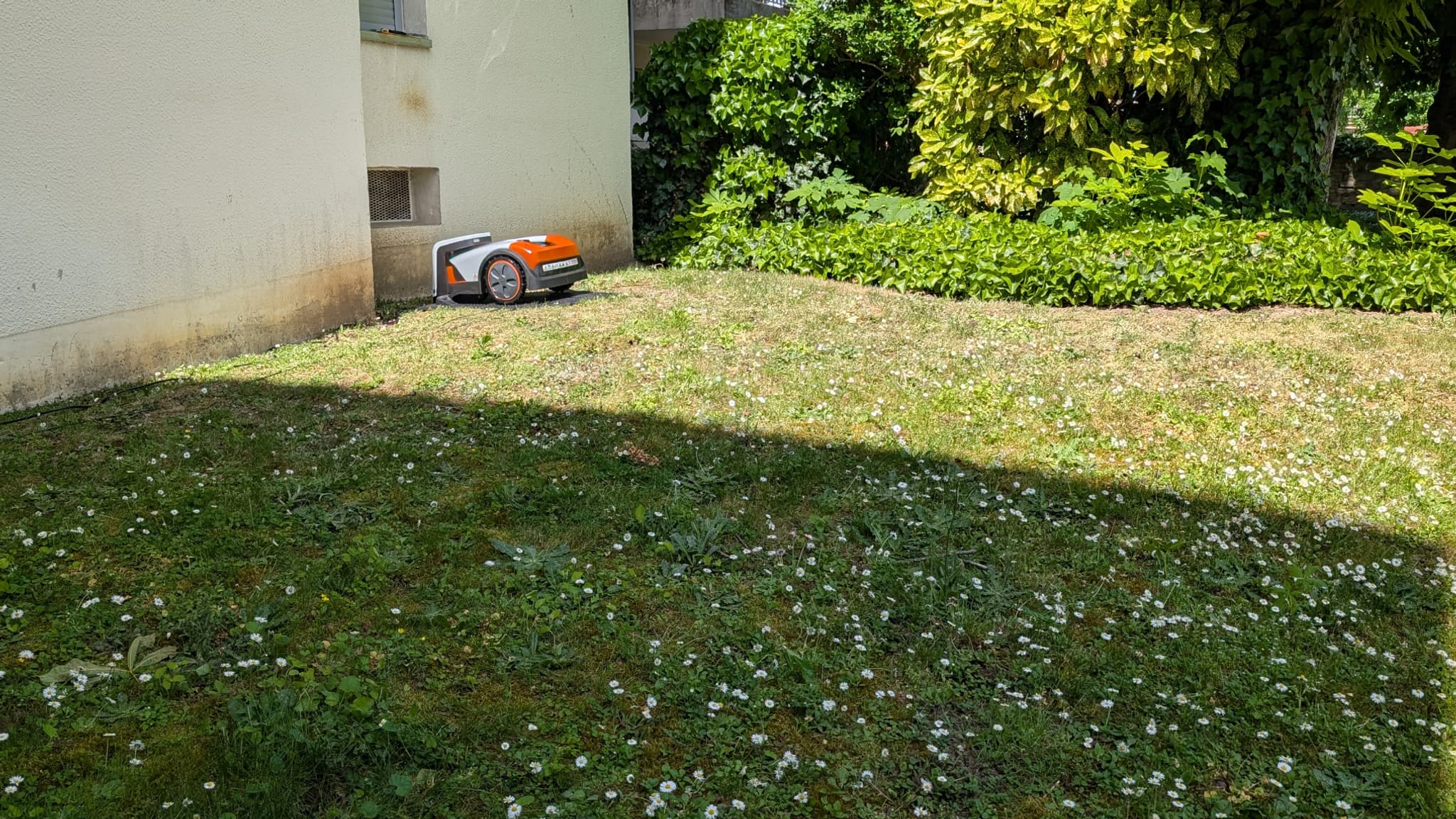 Le robot avait fort à faire avec une belle invasion de pâquerettes… Le robot avait fort à faire avec une belle invasion de pâquerettes…