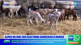 Alpes du Sud: des élections agricoles à enjeux
