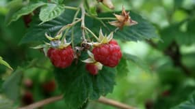 Le framboisier, atout pour le jardin