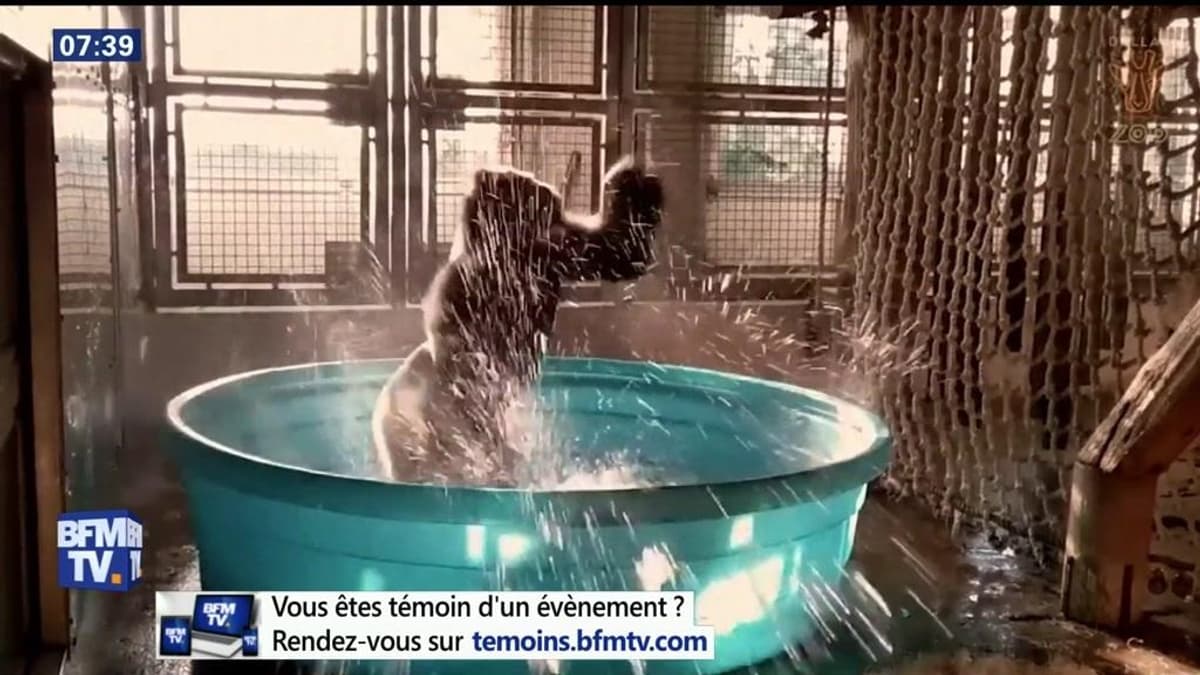 placeholder video