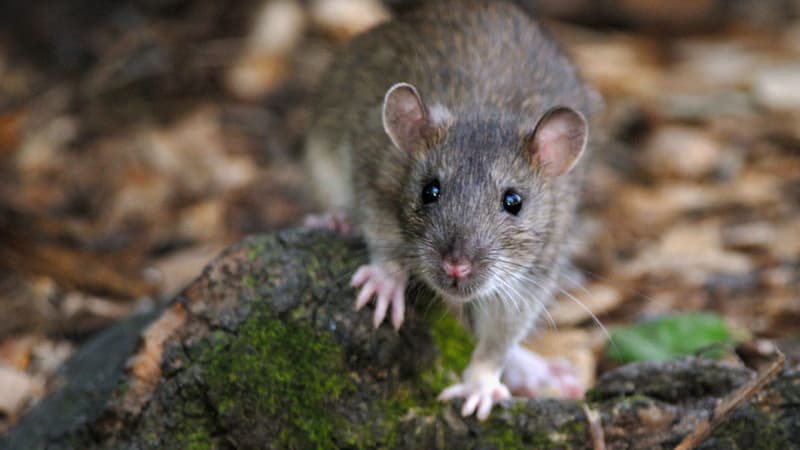 Rat (image d'illustration)