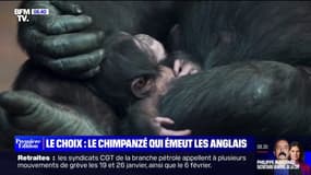 Ce bébé chimpanzé émeut les Anglais et redonne de l'espoir pour la biodiversité