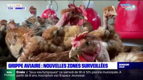 Grippe aviaire: des mesures mises en place dans le Nord et le Pas-de-Calais