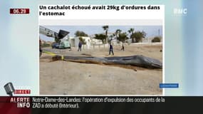 Un cachalot meurt avec 29 kg de plastique dans le ventre