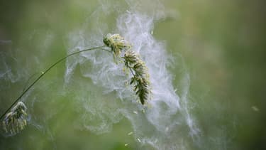 Certains plantes relâchent des pollens plus allergisants que d'autres