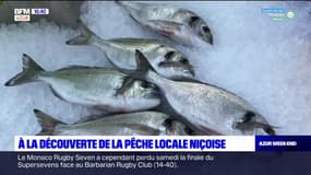 Nice: à la découverte de la pêche locale
