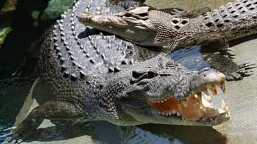 L'expansion du nombre de prélèvement d'oeufs de crocodile constitue une opportunité économique
