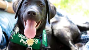 Chien d'aveugle - photo d'illustration
