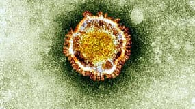 Le coronavirus vu au microscope 
