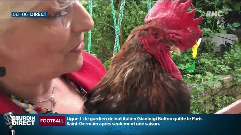 Le coq Maurice va-t-il se faire plumer par le tribunal pour avoir chanté?