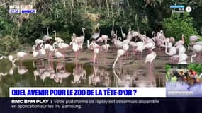 Lyon: quel avenir pour le zoo du parc de la Tête-d'Or? 
