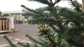 Un professionnel vous conseille pour ne pas vous retrouver avec un arbre tout déplumé.