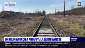 Prouvy: un animal ressemblant à un félin filmé près des voies ferrées
