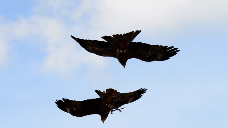 Des rapaces de type Milan noir volent le 14 avril 2017 lors d'une représentation au zoo de Beauval.