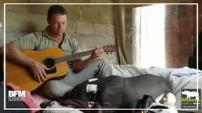 Il apaise ce bébé rhinocéros au son de sa guitare