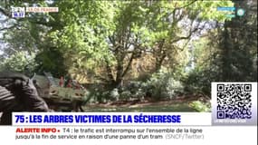 Paris: les arbres font grise mine face à la sécheresse