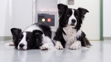 Deux chiens Border Collie lors d'une expérience à  l'Université de médecine vétérinaire à Vienne, le 26 février 2018