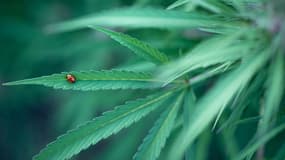 Pionnier dans son domaine, l'enseigne CBD Shop exploite le CDB, une molécule présente naturellement dans la plante de chanvre.