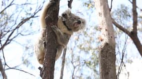 Un des koalas sauvés des incendies en Australie et relâchés dans la nature par des services vétérinaires locaux.