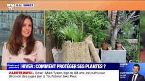 Comment bien protéger ses plantes en hiver?