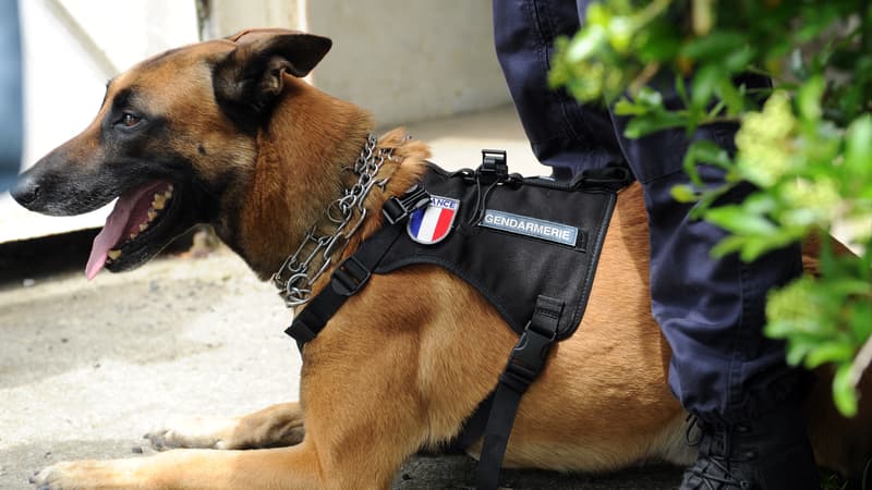 Un chien policier lors d'un exercice au Centre national d'instruction cynophile de la gendarmerie, le 12 mai 2016 à Gramat. (Photo d'illustration)