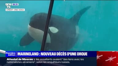 Marineland: une orque est morte, la deuxième en cinq mois