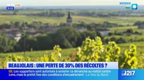 Beaujolais: une perte de 30% attendue pour les récoltes