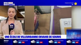 Villeurbanne: les souris envahissent l'école Berthelot