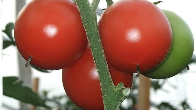La tomate, grand classique de la culture au potager.