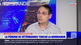 Normandie: la région touchée par une pénurie de vétérinaires