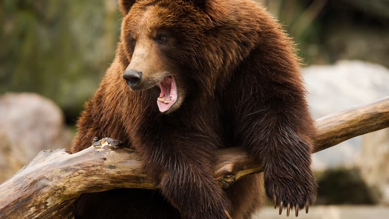 Un ours brun au zoo du Bronx, le 21 décembre 2011 à New York. 