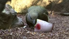 Des douches pour les rhinos, des glaces pour les perroquets… Comment le zoo de Beauval rafraîchit ses animaux en pleine canicule