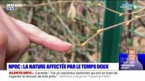 Nord-Pas-de-Calais: la nature affectée par le temps doux