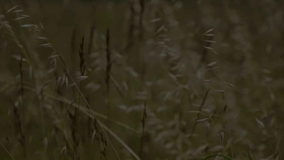 placeholder video