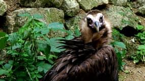 Le vautour moine fait partie des quatre espèces de vautour que l'on trouve dans le Vercors.