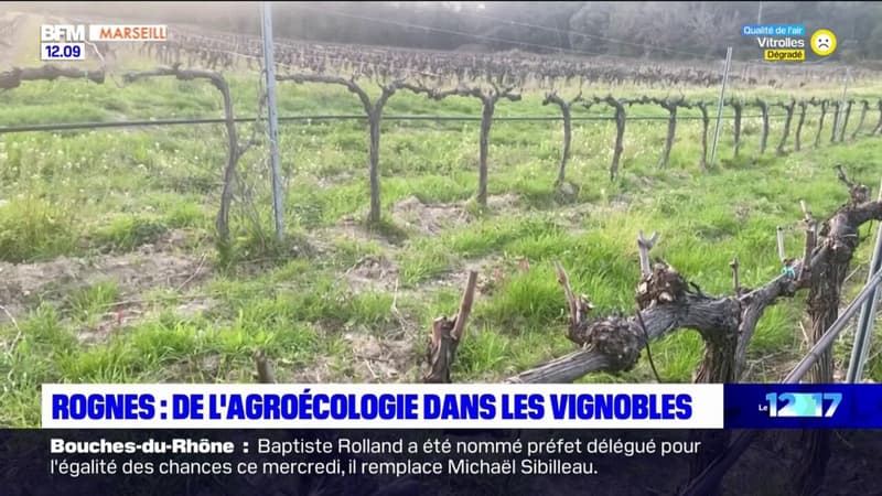 Rognes: des vignes cultivées en agroécologie au domaine de Barbebelle
