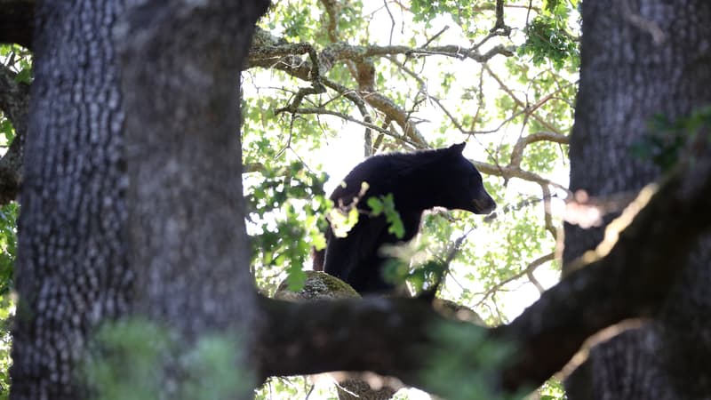 Disney World ferme partiellement après la découverte d'un ours noir sauvage dans le parc en Floride