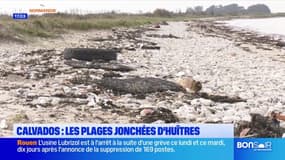 Calvados: les plages jonchées d'huîtres