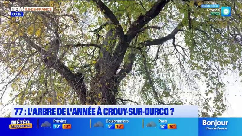 Seine-et-Marne: un orme de Crouy-sur-Ourcq en lice pour devenir l'Arbre de l'année