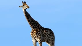 Une girafe, en Afrique du sud, le 12 juin 2010. 